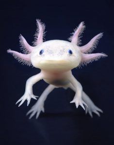 ajolote