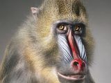 mandril