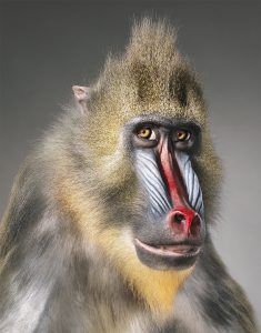 mandril