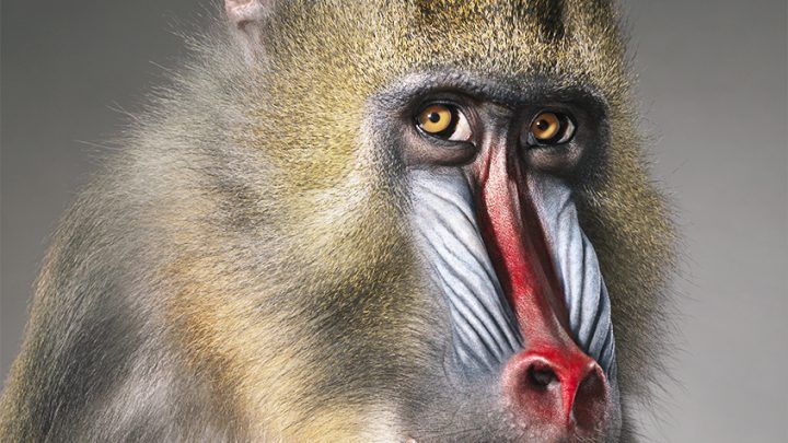mandril