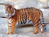 tigres en cautiverio