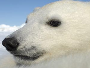 oso polar